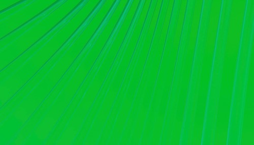 Close-up of a vibrant green leaf showing intricate vein patterns The lines and curves create a