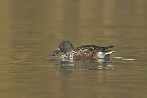 Northern Shoveler (Spatula clypeata), British Columbia, Canada