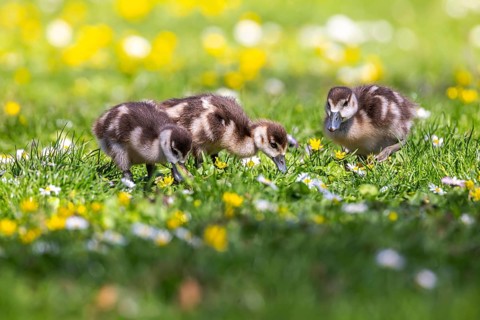 Chicks of the Nile Goose (Alopochen aegyptiaca) freshly hatched, park in spring with spring flowers