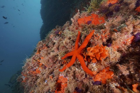 Purple star (Echinaster sepositus)