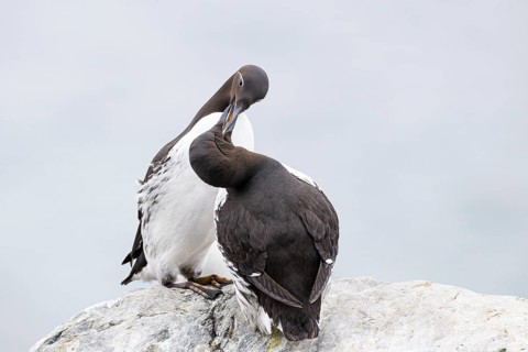 Guillemot (Uria aalge), two quarrelling birds, on a rocky outcrop on Hornøya Island, Vardø,
