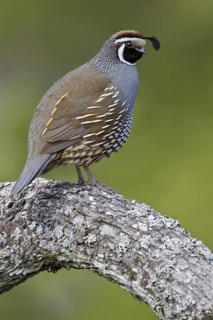 California Quail (Callipepla californica) male, British Columbia, Canada