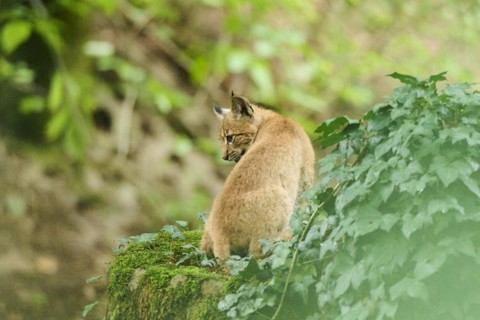 Eurasian lynx (Lynx lynx) youngster sitting in a forest, Bavaria, Germany