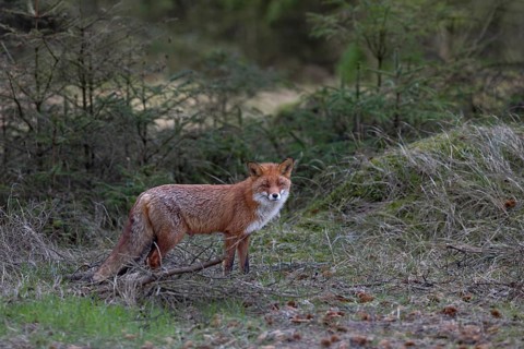 Red foxes (Vulpes vulpes) often look very poorly when they are rearing their young, but this female