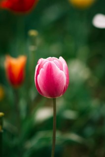 A vibrant pink tulip stands elegantly against a soft, unfocused backdrop of colorful tulips and