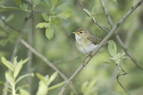Willow Warbler (Phylloscopus trochilus), Mecklenburg-Western Pomerania, Germany