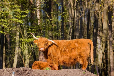 One Highland cow (Bos primigenius) taurus) stands at a forest edge