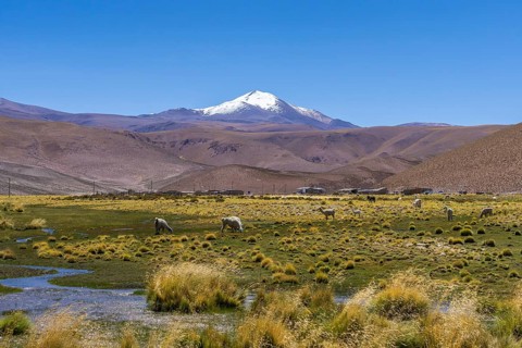 Llamas graze peacefully on the vibrant greenery of the Andean Altiplano, with the majestic