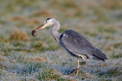 Grey Heron (Ardea cinerea) with mouse prey, Netherlands