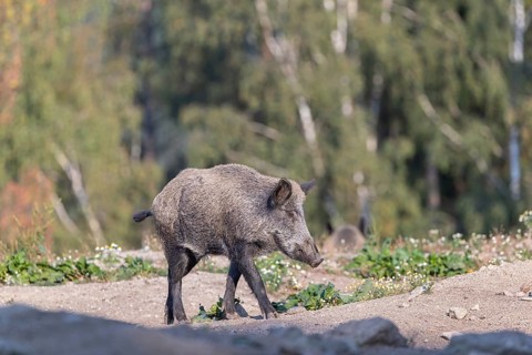 One adult wild boar or wild pig (Sus scrofa) walking over an opening with a green forest in the