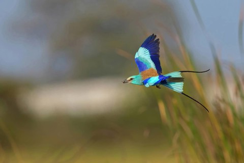 Abyssinian roller (Coracias abyssinica), Kuntaur rice fields, Kuntaur, South Bank, Gambia