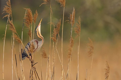 Purple Heron (Ardea purpurea) mating, Baden-Wuerttemberg, Germany