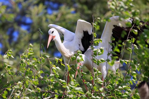 White stork, (Ciconia ciconia), Two white storks in a tree, Baden-Württemberg, Germany