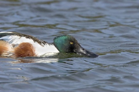 Northern Shoveler Anas clypeata Tucson, Arizona, United States 19 January Adult Male filter feeding