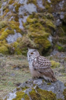One Siberian Eagle Owl (Bubo bubo sibiricus) sitting on a mossy rock with rocks and grass in the