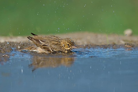 Tree Pipit (Anthus trivialis) bathing at a waterhole, Aosta Valley, Italy