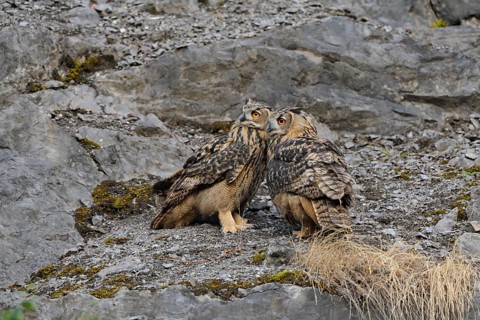 Eurasian Eagle-Owl (Bubo bubo) perched on a rock, North Rhine-Westphalia, Germany