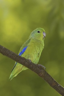 Blue-winged Parrotlet (Forpus xanthopterygius) male, Atlantic rainforest, Brazil