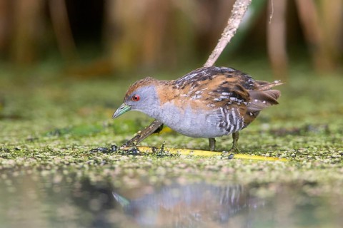 Baillon's Crake (Porzana pusilla palustris) foraging, Victoria, Australia