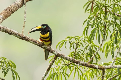 Many-banded Aracari (Pteroglossus pluricinctus) perched on a branch in Ecuador, South America