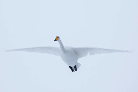 Whooper Swan (Cygnus cygnus) flying, Finland