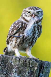 Little Owl (Athene noctua) perched on a pale with mouse prey in beak, Schleswig-Holstein, Germany