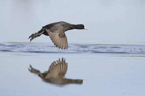 Eurasian Coot (Fulica atra) flying, Victoria, Australia