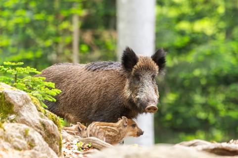 Wild boar (Sus scrofa) mother with her piglets (Squeaker) in a forest, Bavaria, Germany
