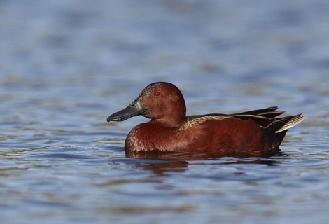 USA, California, male