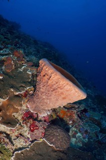 Barrel sponge, barrel sponge (Xestospongia testudinaria) in the underwater world with various