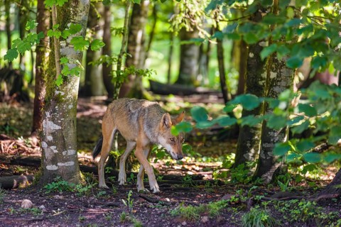 A female adult grey wolf (Canis lupus lupus) runs through a forest on a sunny day