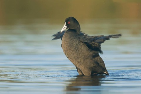 Eurasian Coot (Fulica atra) flapping wings, Victoria, Australia