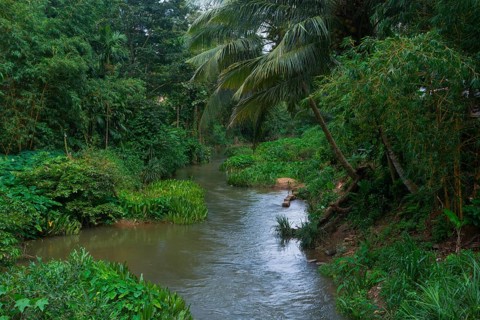 A serene stream flows through lush, vibrant greenery in a tropical Sri Lankan forest, surrounded by