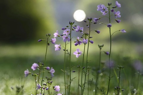 Meadowfoam (Cardamine) on a spring meadow, April, Germany
