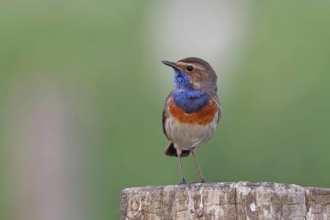 Bluethroat (Luscinia svecica cyanecula), male, on a pasture fence post, wildlife, Lembruch, Ochsen