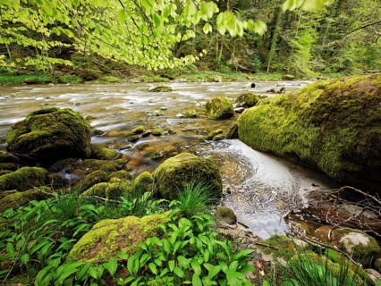European beech trees shedding leaves, in the foreground moss-covered stones on the river Sihl,