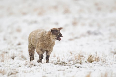 Domestic sheep (Ovis aries) juvenile baby lamb farm animal calling or bleeting in a snow covered