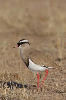 Crowned Lapwing (Vanellus coronatus), Northern Cape, South Africa