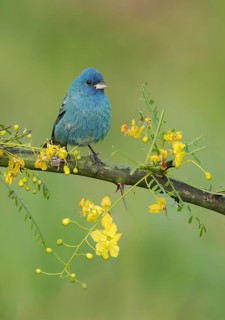 Indigo Bunting (Passerina cyanea) male perched on a branch, Texas, USA