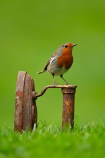 European robin (Erithacus rubecula) adult bird on a metal iron on a garden grass lawn, England,