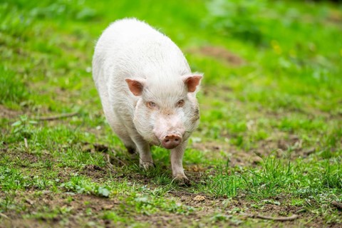 Vietnamese Pot-bellied pig, Bavaria, Germany
