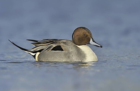 Northern Pintail (Anas acuta) male, British Columbia, Canada