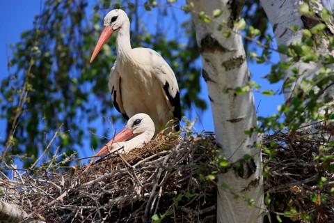 White stork, (Ciconia ciconia), Two white storks in a nest, Baden-Württemberg, Germany