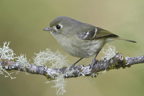Hutton's Vireo (Vireo huttoni), British Columbia, Canada