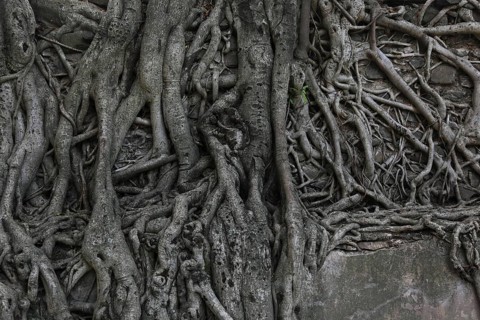 Amhara region, near Gondar, Gonder, aerial roots of the woody figs at the Fasilida's moated castle,