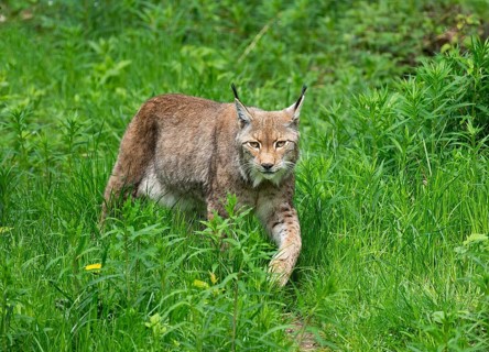 Eurasian lynx (Lynx lynx) walking through its territory, captive, Germany