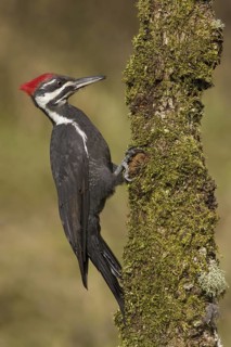 Pileated Woodpecker (Dryocopus pileatus) male, British Columbia, Canada
