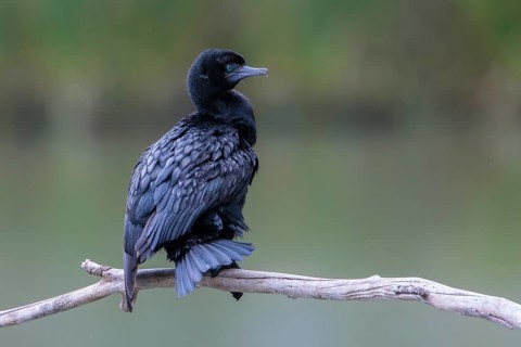 Little Black Cormorant (Phalacrocorax sulcirostris), Victoria, Australia
