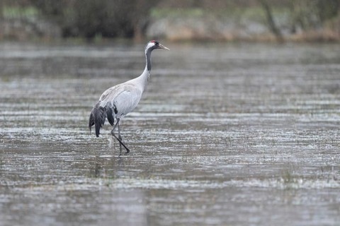 Crane (Grus grus) standing on a flooded meadow during rain, Lower Saxony, Germany
