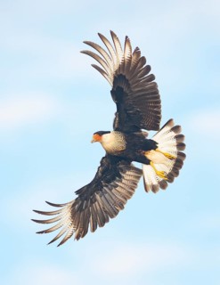 Northern Crested Caracara (Caracara cheriway) flying, Texas, USA